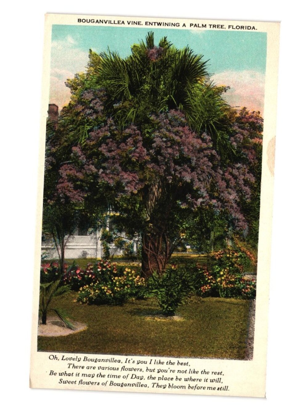 Vintage Postcard Bougainvillea Vine Entwining Palm Tree Florida Asheville Co USA
